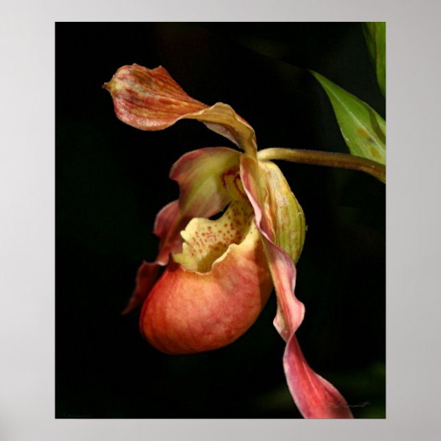 Lady's-Slipper Orchid Art Print -20x24 - oder klei Poster (Vorne)