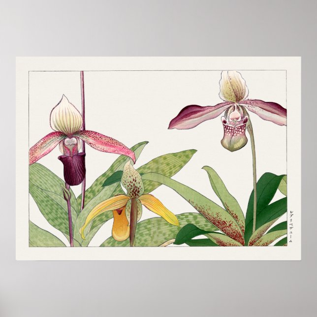 Lady's Slipper Orchid Blume von Tanigami Konan, Poster (Vorne)