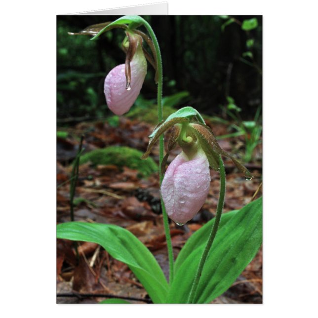 Ladys Slippers (Vorne)