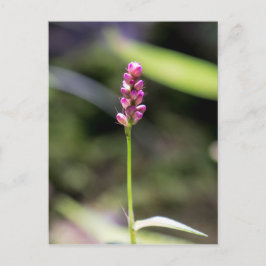 Lady's Thumb Pink Wildblume Floral Postcard Postkarte