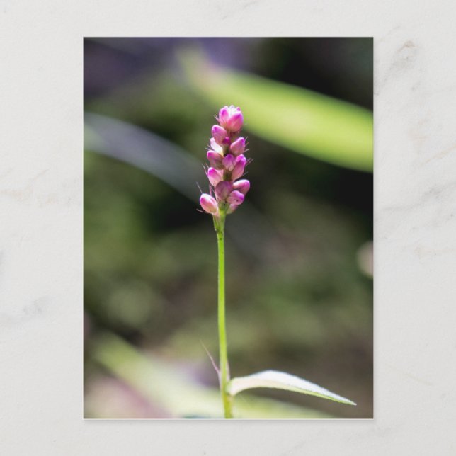 Lady's Thumb Pink Wildblume Floral Postcard Postkarte (Vorderseite)