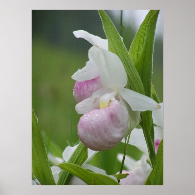 Ladyslipper im Regen Poster (Vorne)