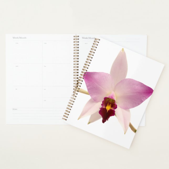 Laelia Ancep Planer (Anzeige)