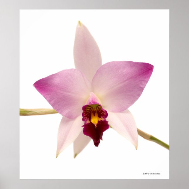 Laelia Ancep Poster (Vorne)