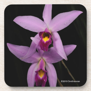 Laelia Anceps Getränkeuntersetzer