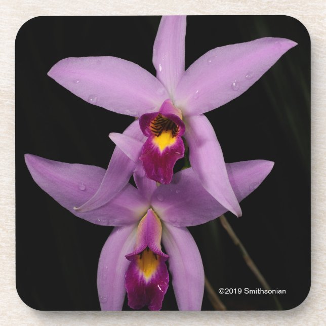 Laelia Anceps Getränkeuntersetzer (Vorderseite)