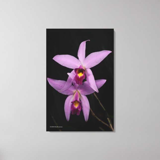 Laelia Anceps Leinwanddruck (Vorderseite)