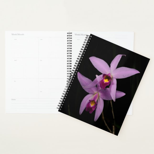 Laelia Anceps Planer (Anzeige)