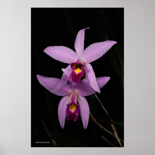 Laelia Anceps Poster (Vorne)