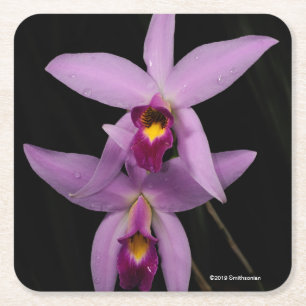 Laelia Anceps Rechteckiger Pappuntersetzer