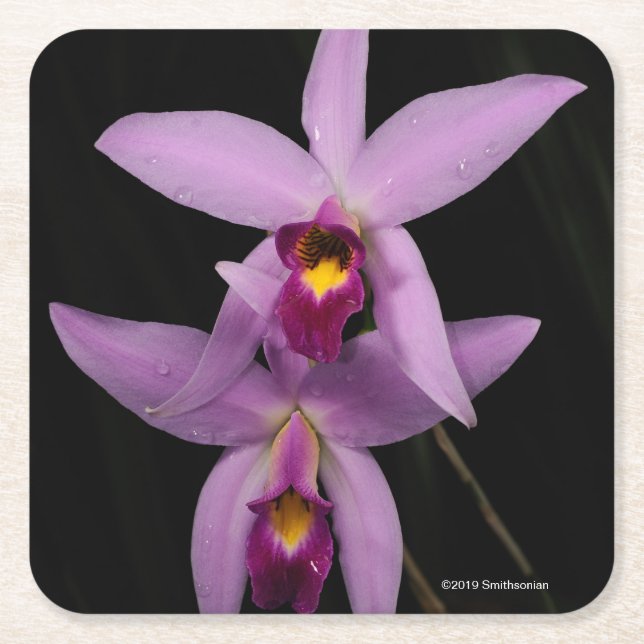 Laelia Anceps Rechteckiger Pappuntersetzer (Vorderseite)