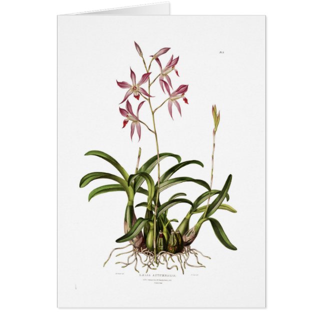 Laelia autumnalis (Vorne)