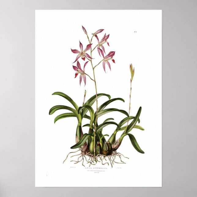Laelia autumnalis von Augusta Innes Withers. Poster (Vorne)