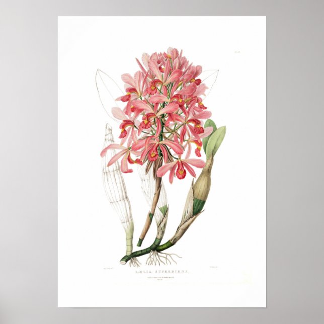 Laelia superbiens. poster (Vorne)