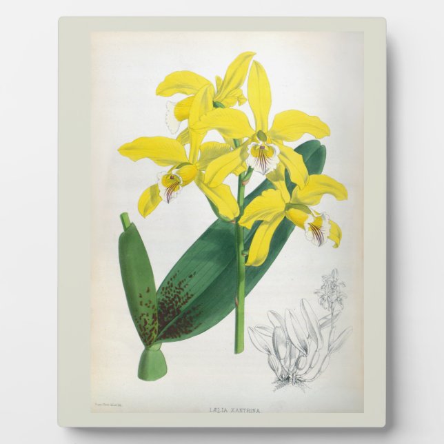 Laelia Xanthina Vintag Gelbe Lindenia Orchid Fotoplatte (Vorderseite)