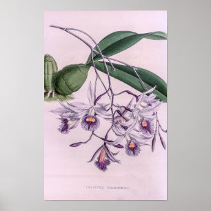 Laeliopsis Domingensis Orchidee Poster