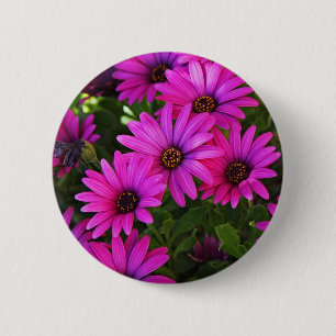 Lafayette-Aster Button