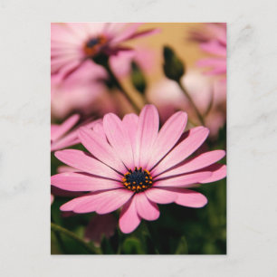Lafayette-Aster Postkarte