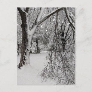 Lafayette Square, Washington, DC, Winterbäume Postkarte