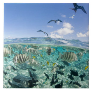 Lagoon Safari mit Stingrochen Fliese