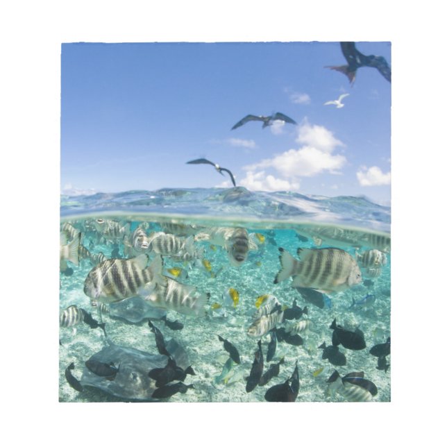 Lagoon Safari mit Stingrochen Notizblock (Vorderseite)