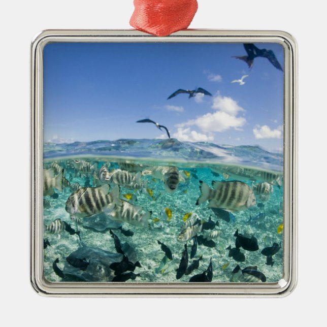 Lagoon Safari mit Stingrochen Ornament Aus Metall (Vorne)