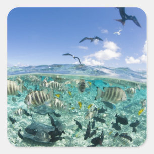 Lagoon Safari mit Stingrochen Quadratischer Aufkleber