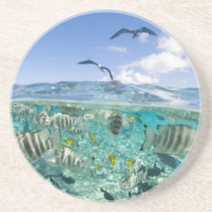 Lagoon Safari mit Stingrochen Sandstein Untersetzer