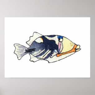 Lagoon Triggerfish Wall Art Poster