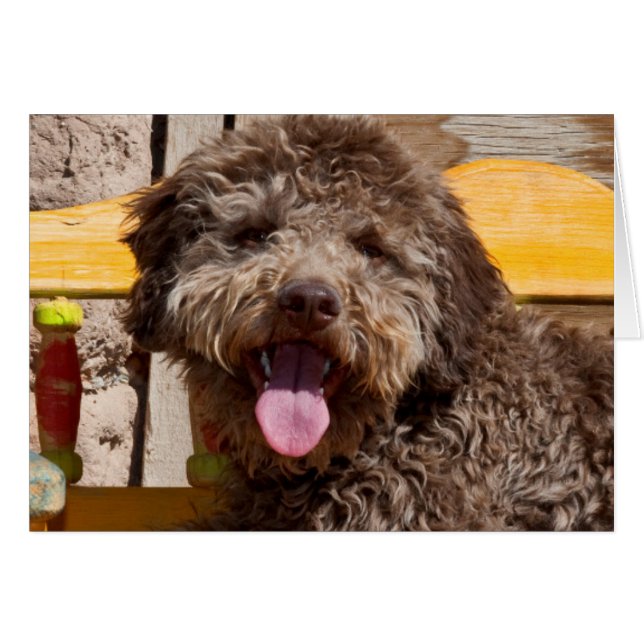 Lagotto Romagnolo auf einer Holzbank (Vorderseite (Horizontal))