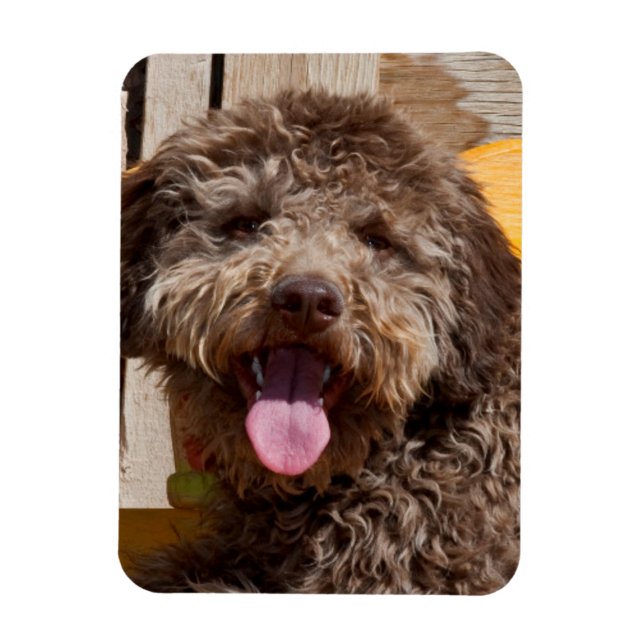 Lagotto Romagnolo auf einer Holzbank Magnet (Vertikal)