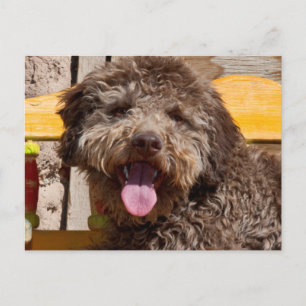 Lagotto Romagnolo auf einer Holzbank Postkarte