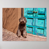 Lagotto Romagnolo durch eine blaue Tür Gewartet