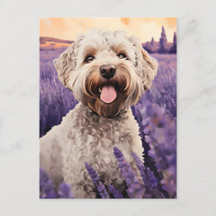 Lagotto Romagnolo in Lavender field Postkarte