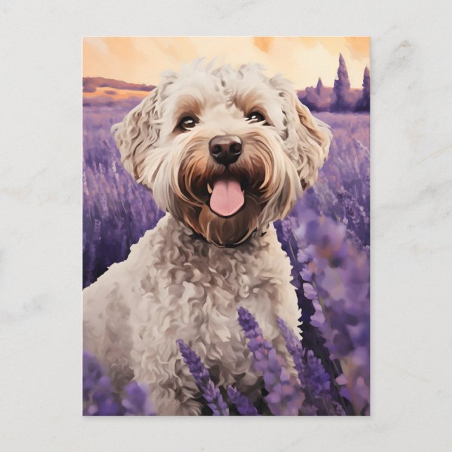 Lagotto Romagnolo in Lavender field Postkarte (Vorderseite)