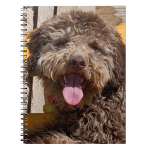Lagotto Romagnolo liegt auf einer Holzbank Notizblock