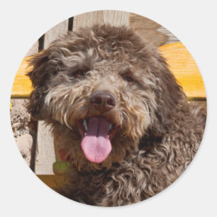 Lagotto Romagnolo liegt auf einer Holzbank Runder Aufkleber