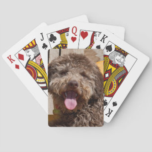 Lagotto Romagnolo liegt auf einer Holzbank Spielkarten