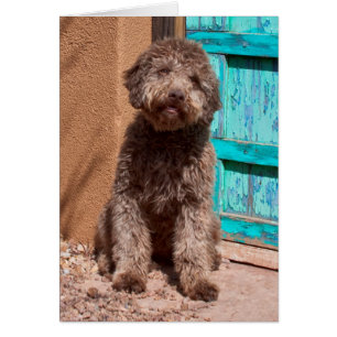 Lagotto Romagnolo wartet an einer blauen Tür