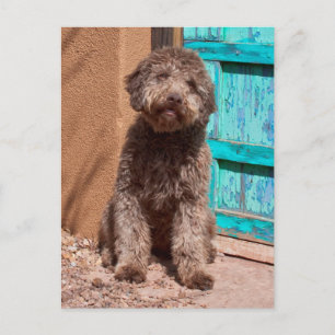 Lagotto Romagnolo wartet an einer blauen Tür Postkarte
