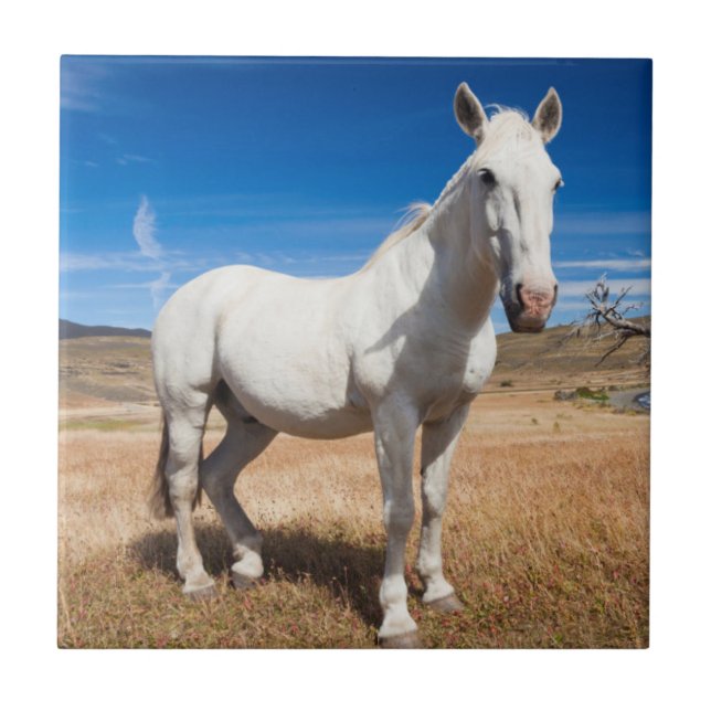 Laguna Azul, Landschaft mit Pferden Fliese (Vorderseite)