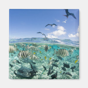Lagunensafari-Tour mit Stachelrochen Magnet