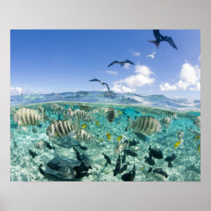 Lagunensafari-Tour mit Stachelrochen Poster