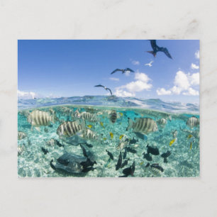 Lagunensafari-Tour mit Stachelrochen Postkarte