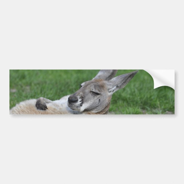 Laid-back Kangaroo Autoaufkleber (Vorne)