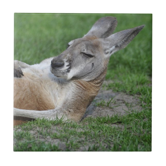 Laid-back Kangaroo Fliese (Vorderseite)