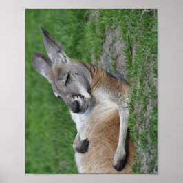 Laid-back Kangaroo Poster