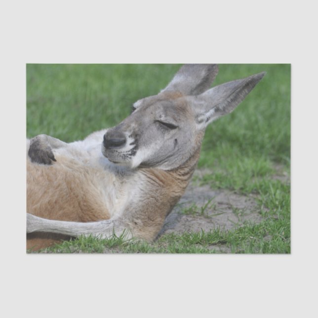 Laid-back Kangaroo Seidenpapier (Vorderseite)