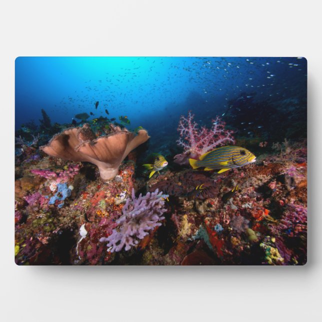 Laja Ampat Underwater Fotoplatte (Vorderseite)