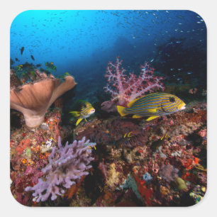 Laja Ampat Underwater Quadratischer Aufkleber